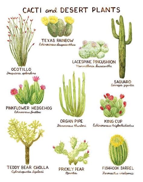 Cacti Art Print / Cactus Art / Desert Art / Southwest Art / Cactus Art ...