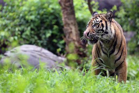 Nashville Zoo to open Tiger Crossroads Exhibit, April 12th - Clarksville Online - Clarksville ...