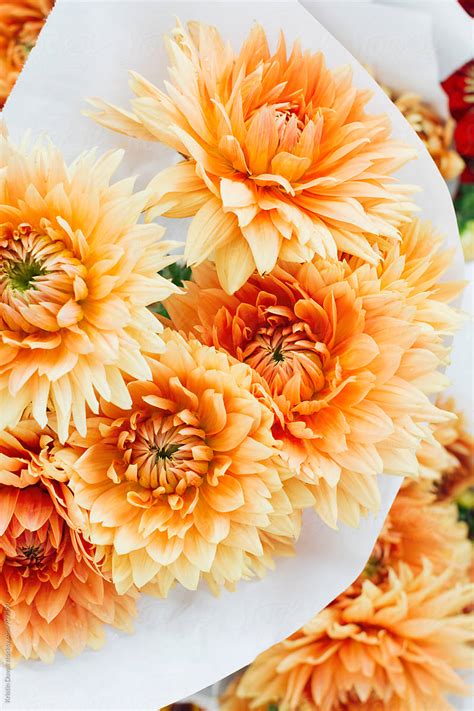 "Bouquet Of Orange Dahlia Flowers" by Stocksy Contributor "Kristin ...