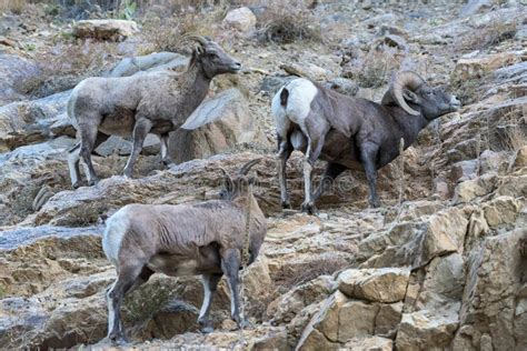 Wild Colorado Rocky Mountain Bighorn Sheep Stock Image - Image of animal, rocks: 140601931