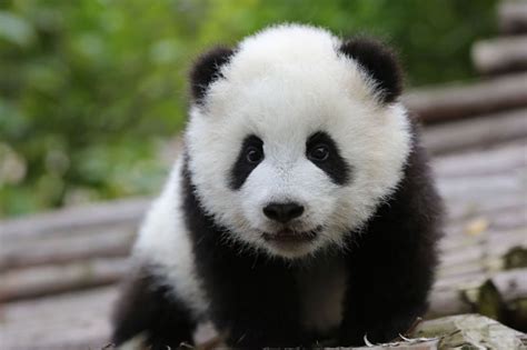 Es stellte heraus, dass Pandas in diejenigen unterteilt sind, die eher wie ein Bär aussehen, und ...