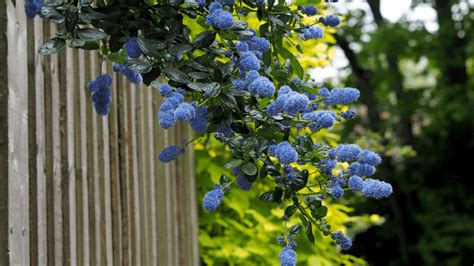 How to Grow Ceanothus: A Beginner's Guide - Gardening Express Knowledge Hub