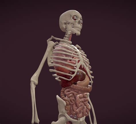 3D model Animated human body anatomy VR / AR / low-poly animated | CGTrader