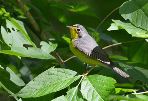 Canada Warbler | Audubon Field Guide