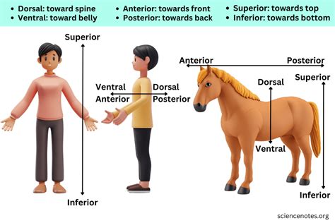 Anatomical Terms of Location: Anterior vs Posterior and Dorsal vs Ventral