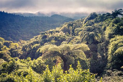 New Zealand Forest Environment of Luxuriant Greenery Stock Photo ...