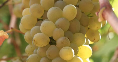 Chenin Blanc - Grapes - South Africa