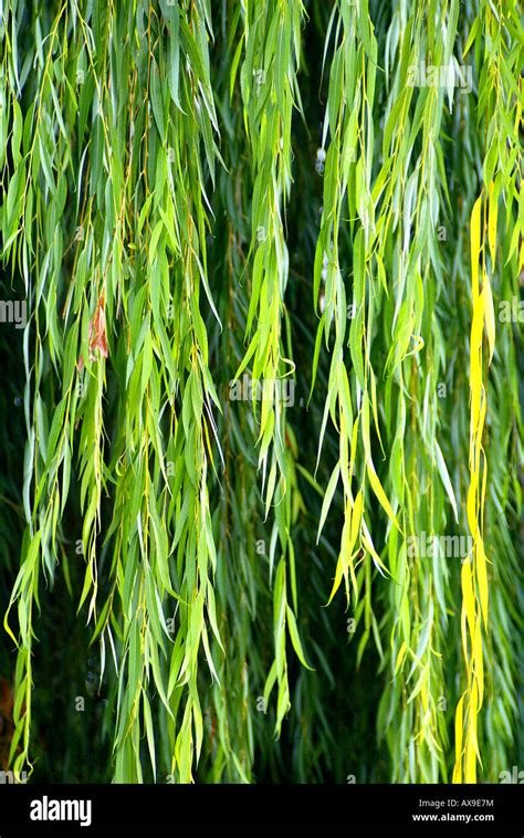 Weeping Willow branches hang from tree Stock Photo - Alamy