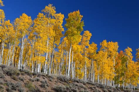 Golden Quaking Aspen Tree populus Tremuloides Seeds - Etsy