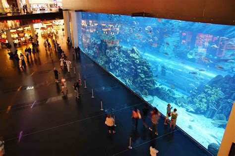 Visit Dubai Aquarium & Underwater Zoo - About Ticket Price, Timings