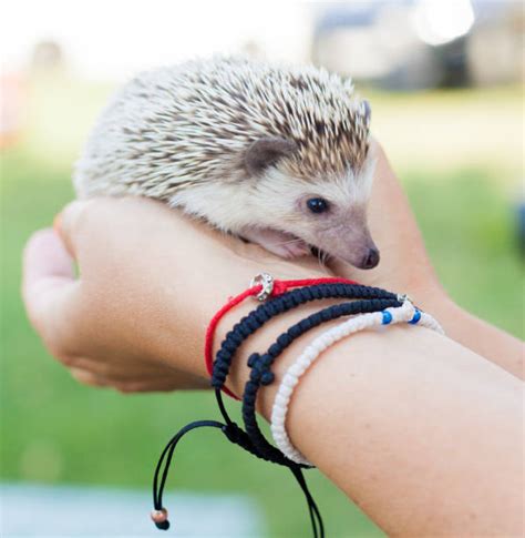 120+ Porcupine Baby Stock Photos, Pictures & Royalty-Free Images - iStock