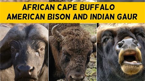 Cape Buffalo, Bison and Indian Gaur Facts - YouTube