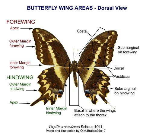 Anatomy Of A Butterfly - ANATOMY