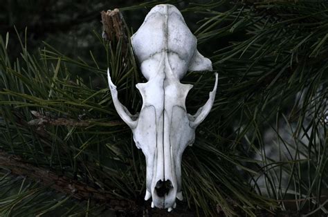 Ethically Sourced Animal Skulls, Bones & Skeletons – Page 2 – Paxton Gate