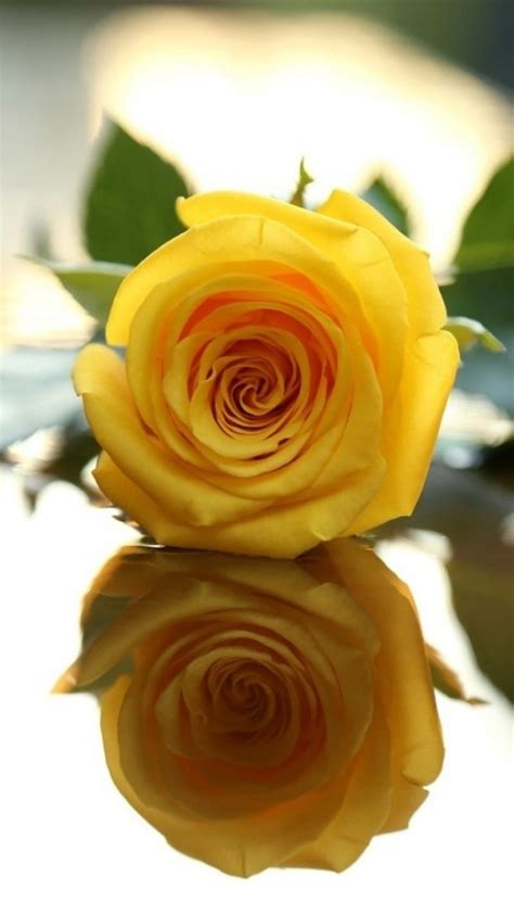 Rose, love, yellow, HD phone wallpaper | Peakpx