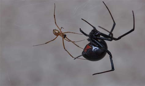 Male vs Female Black Widow Spider: What’s the Difference? - A-Z Animals