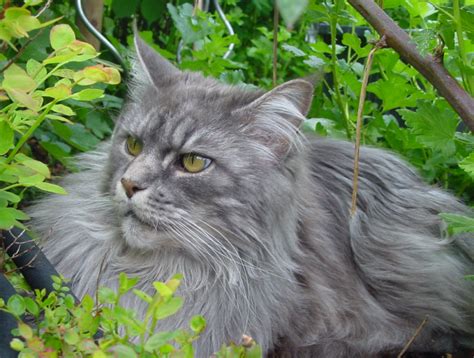 Maine Coon For Sale Texas - MaineCoon.org