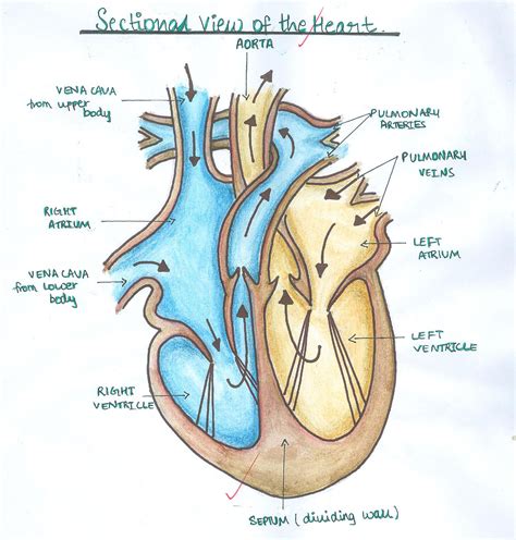 arteries of heart with diagram - Clip Art Library