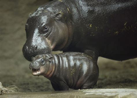 Zoo’s baby pygmy hippo makes splashy debut - The San Diego Union-Tribune