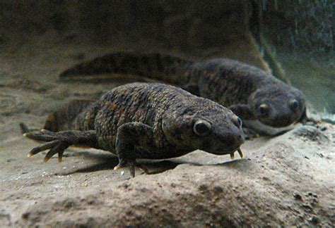 How Do Newts Reproduce? - Just Exotic Pets