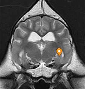 Limbic part of rhinencephalon - vet-Anatomy - IMAIOS