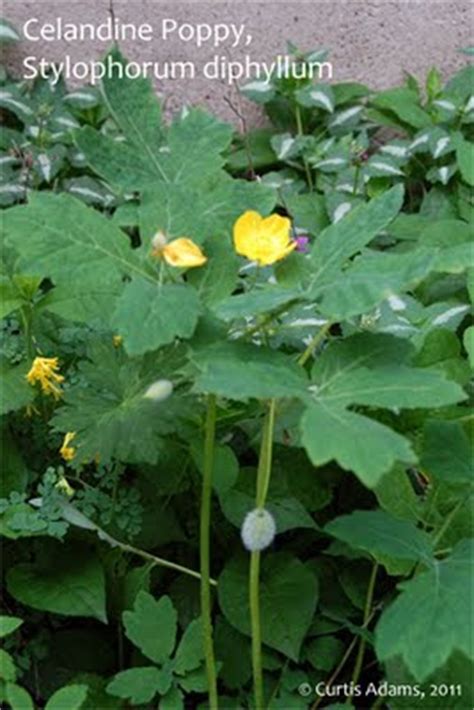 Native Plants with Adams Garden: Celandine Poppy