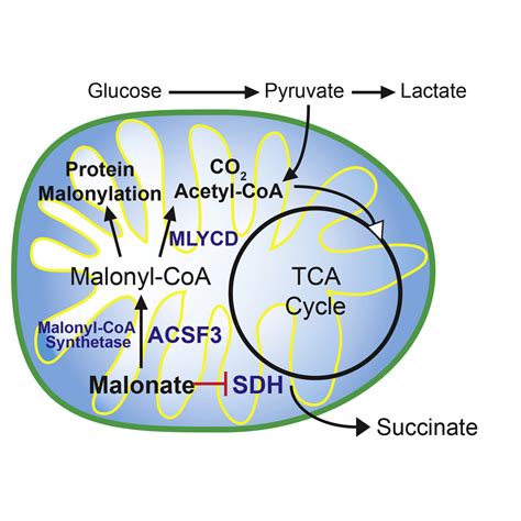 The Mammalian Malonyl-CoA Synthetase ACSF3 Is Required for ...