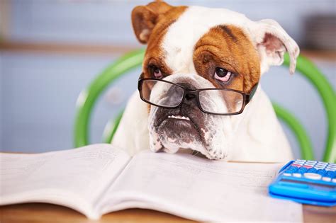 40 Nerdy Dog Names For Intelligent & Geeky Pooches