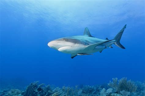 Caribbean reef shark - MarAlliance.org