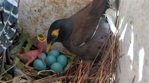 bird hatching eggs in nest and baby bird, 2021 session - YouTube