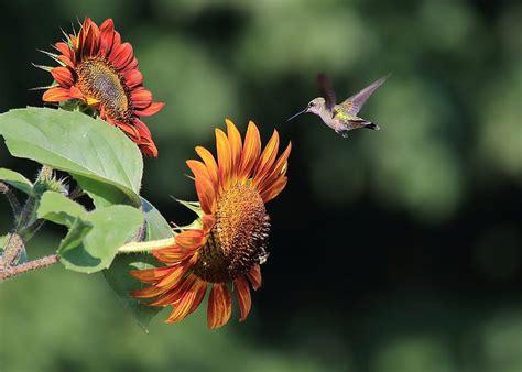 Sunflowers and a Hummingbird Photograph by CatXuan Nguyen - Pixels