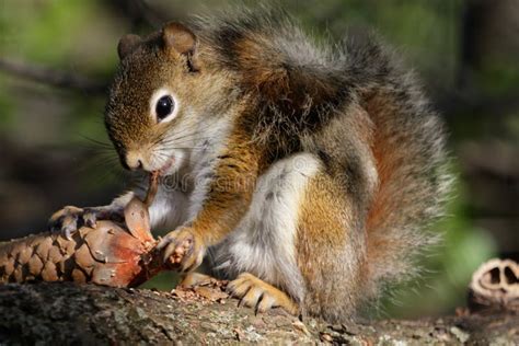 413 Squirrel Eating Pine Cone Stock Photos - Free & Royalty-Free Stock ...