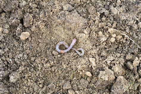 an rain earth worm on the loosened soil spring in (2008486)