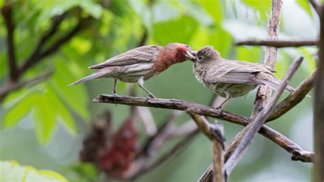 Finches: Mating Habits, Nesting & Eggs - SongbirdHub