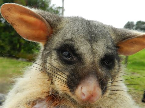 The Paddock: The possum hunters