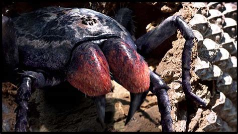 Largest Prehistoric Spider