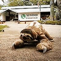 Walking Sloth GIFs - Find & Share on GIPHY