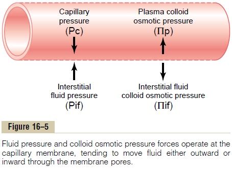 Fluid Filtration Across Capillaries Is Determined by Hydrostatic and ...