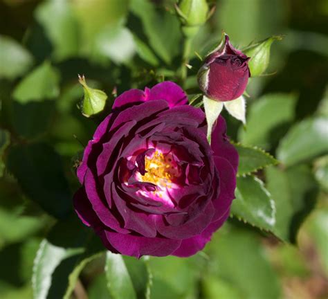 50 Purple Rare Rose Fresh Seeds Exotic Purple Rose Flower | Etsy