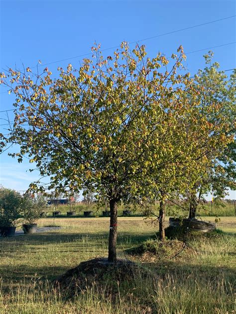 Mexican Plums For Sale | Texas Tree Farms