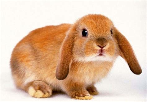 Le lapin bélier : comment en prendre soin