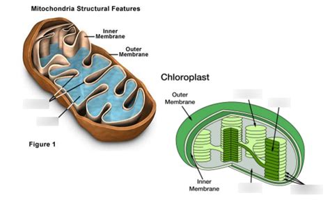 Mitochondria and Chloroplasts Diagram Diagram | Quizlet