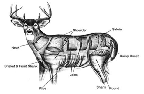 Butchering Deer - The Prepared Page » The Prepared Page