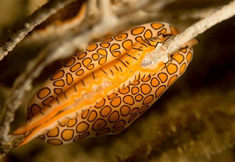 Flamingo Tongue Snail Facts: They Have Close Relationship with Their Prey - Odd Facts