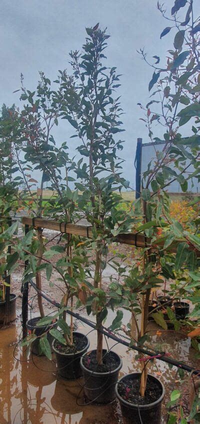 Corymbia ficifolia (Red Flowering Gum) - True Green Nursery