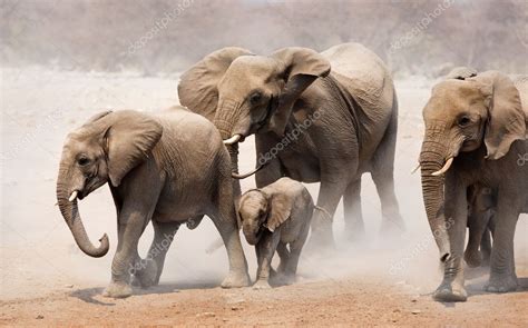 Elephant herd — Stock Photo © JohanSwanepoel #3974694