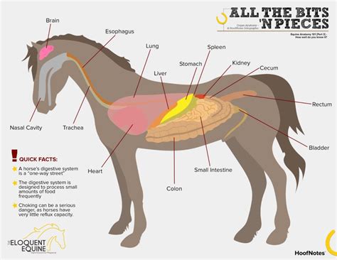 The basics of the equine digestive system | Horses, Horse anatomy ...