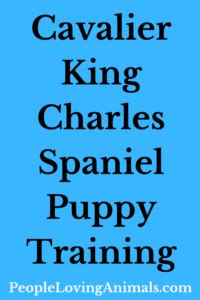 Cavalier King Charles Spaniel Puppy Training with Doggy Dan