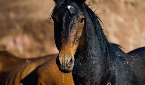 GALLERY: Brumbies, Australia's wild horses - Australian Geographic