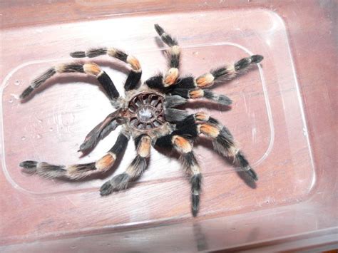 TYWKIWDBI ("Tai-Wiki-Widbee"): Tarantula molting